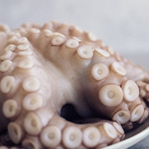 pulpo-crudo